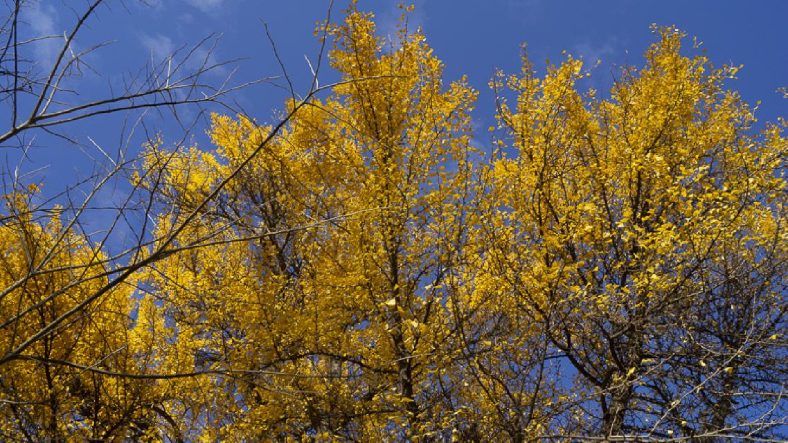 Idyllisch: gelbe Ginkgo-Blätter vor strahlend bauem Himmel