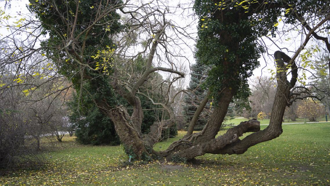 Dieser Baum wollte auch aufs Foto...